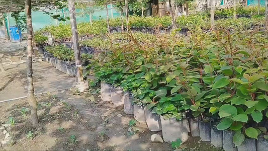 PREMIUM KIWI PLANT SAPLING (₹320 Per Sapling)